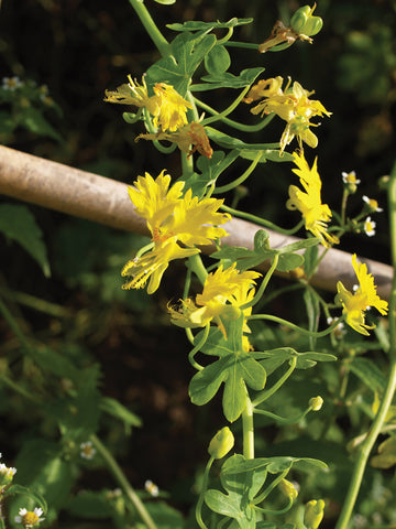 Climbers, Canary Bird Vine