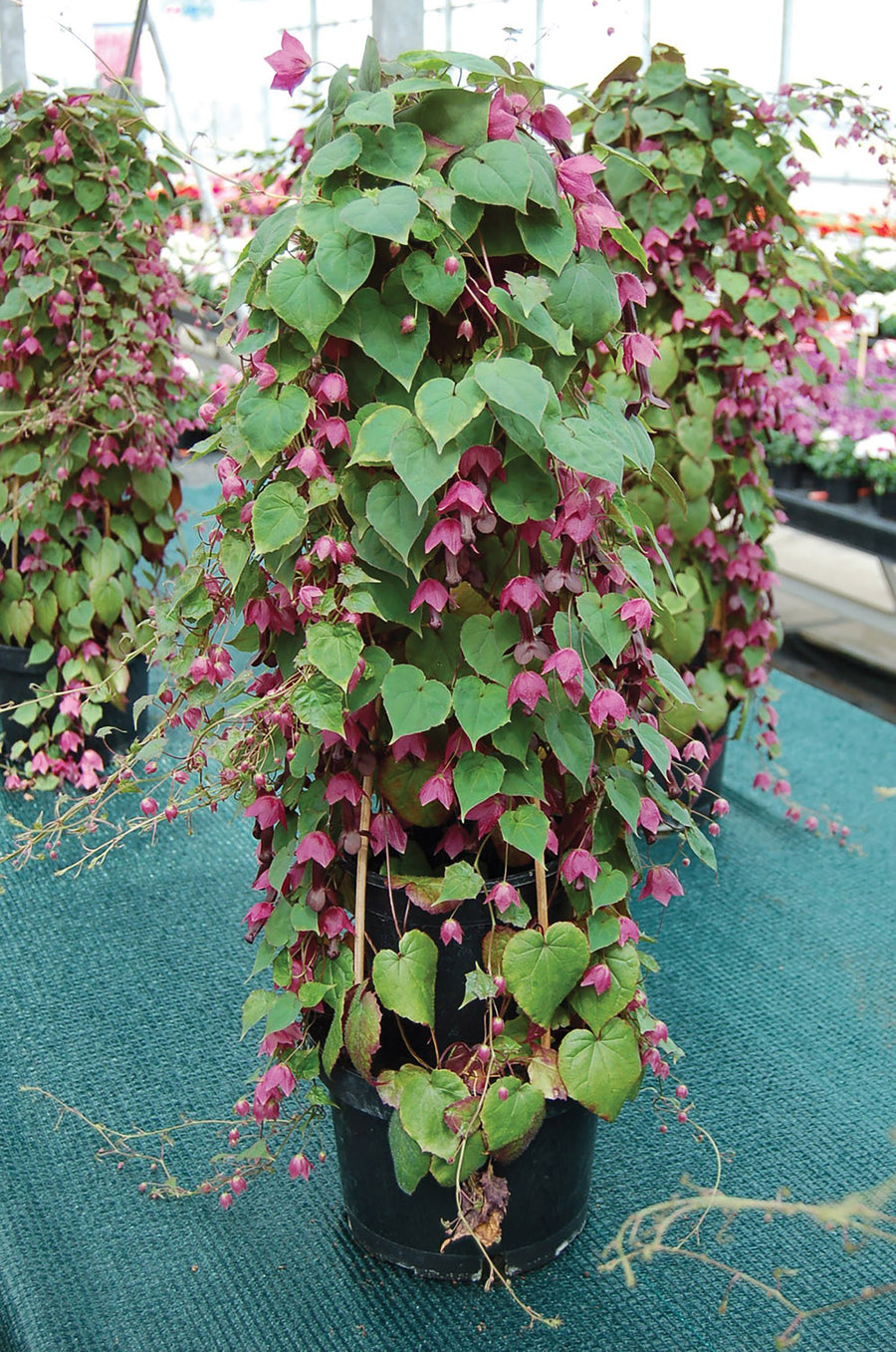 Climbers, Rhodos