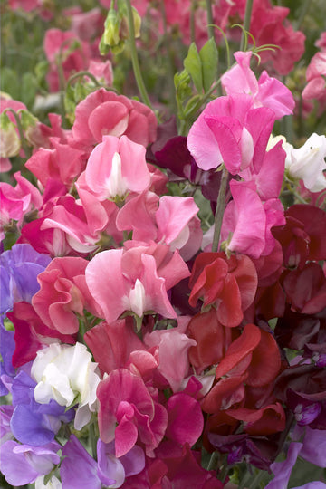 Sweet Peas, Elegance Formula Mix - SE
