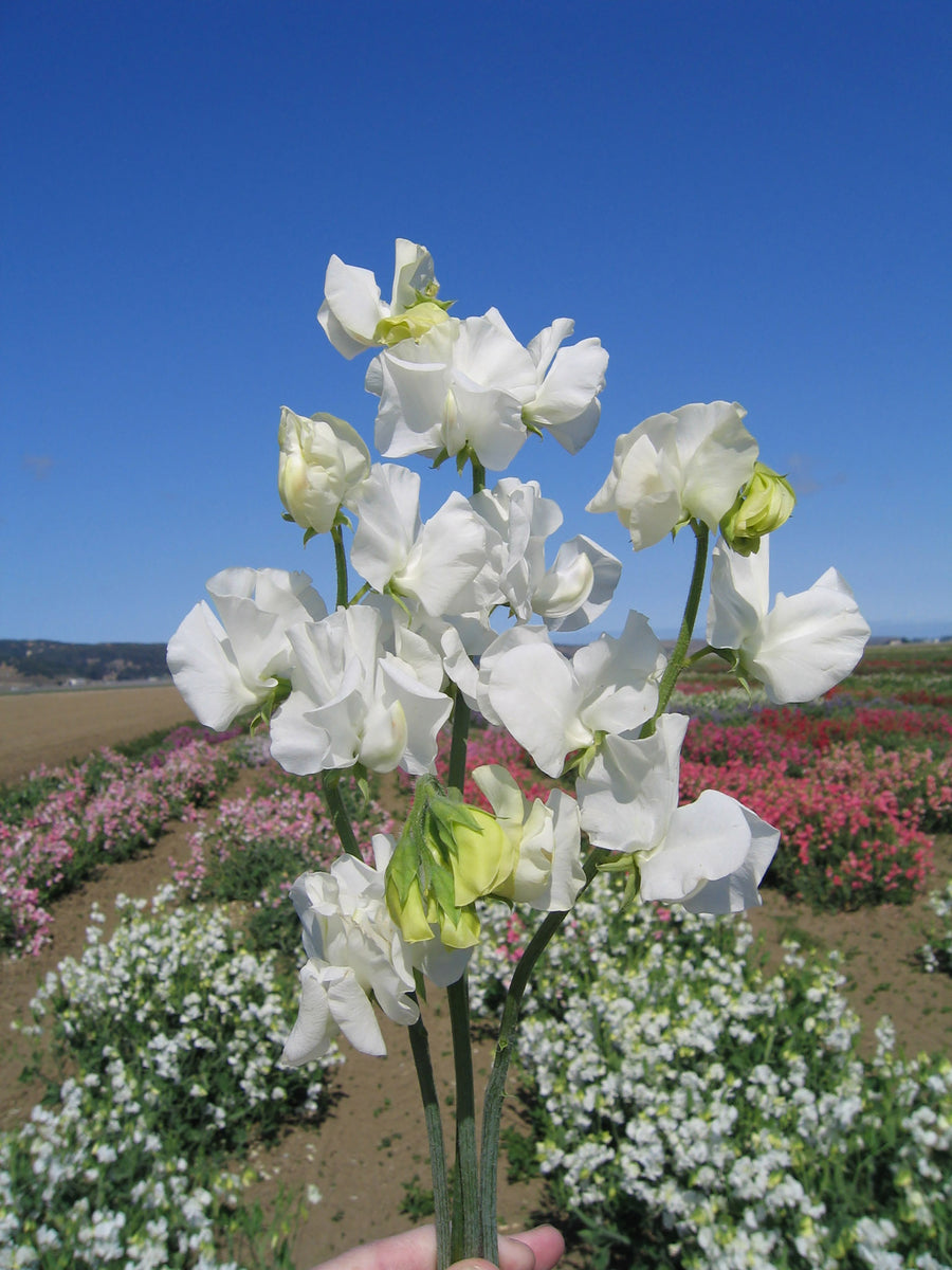 Sweet Peas, Elegance White