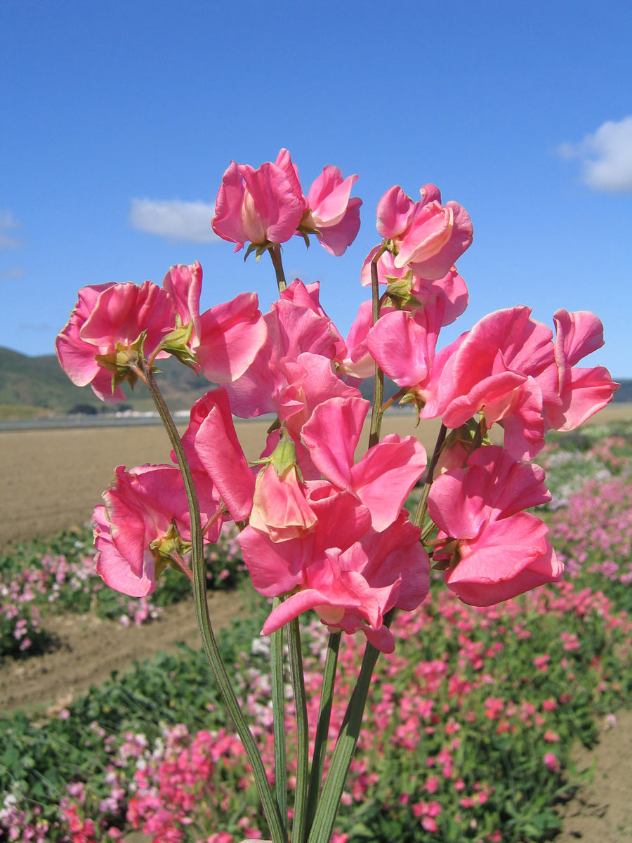 Sweet Peas, Elegance Watermelon