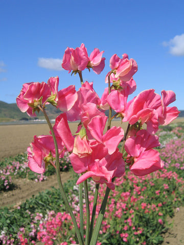Sweet Peas, Elegance Watermelon