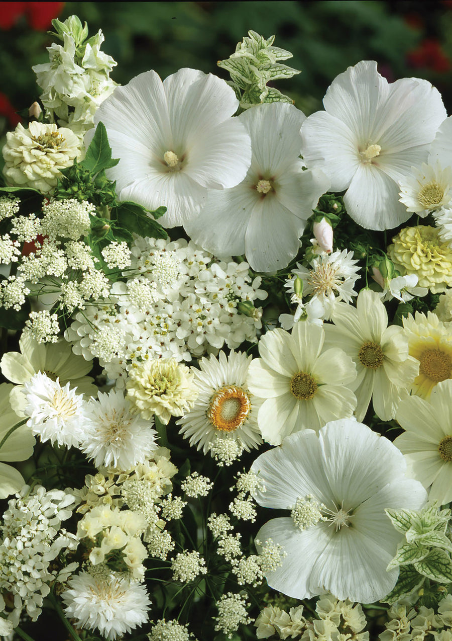 Flower Mixes, Wonderful White