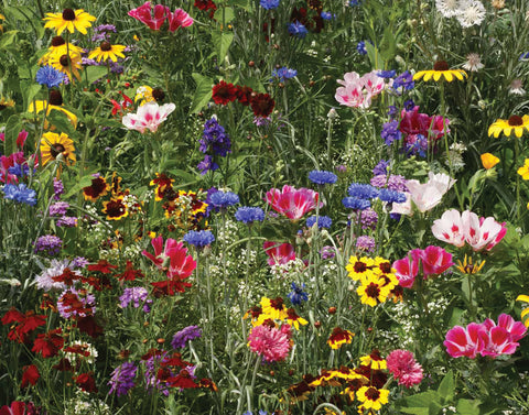 Pollinators, Bird and Butterfly Mix