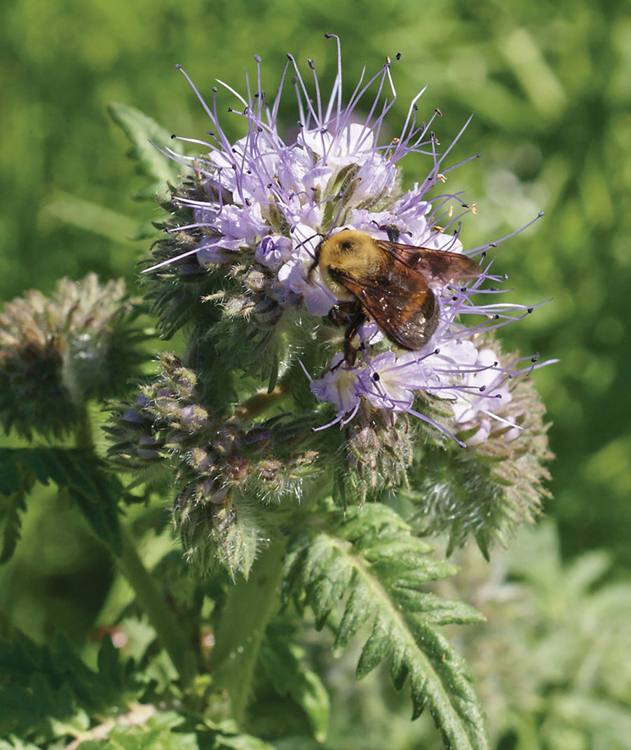 Pollinators, Phacelia