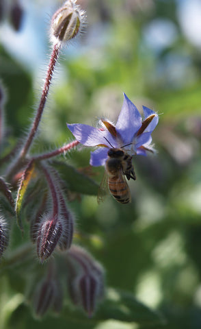 Pollinators, Borage & Phacelia Blend