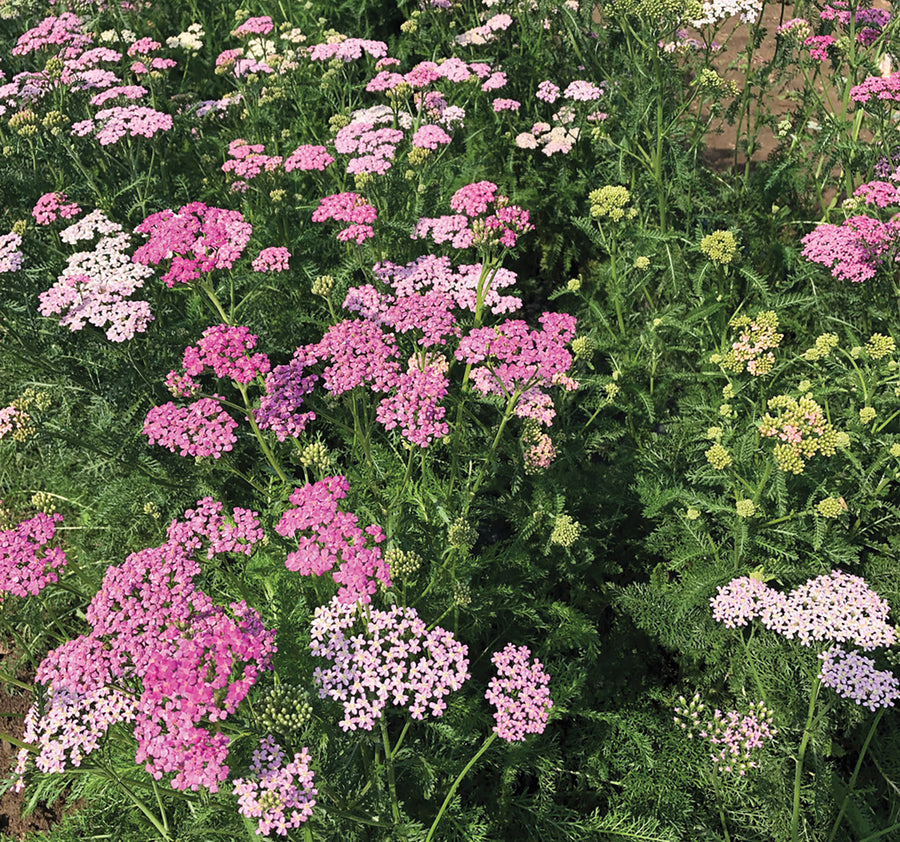 Achillea, Colorado Mix