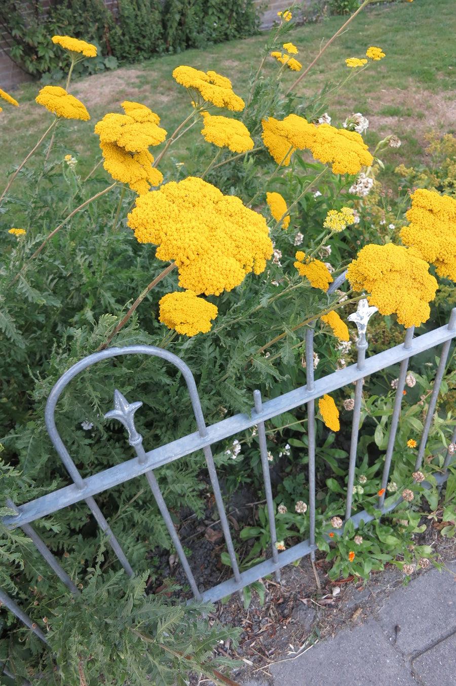 Achillea, Parkers Variety