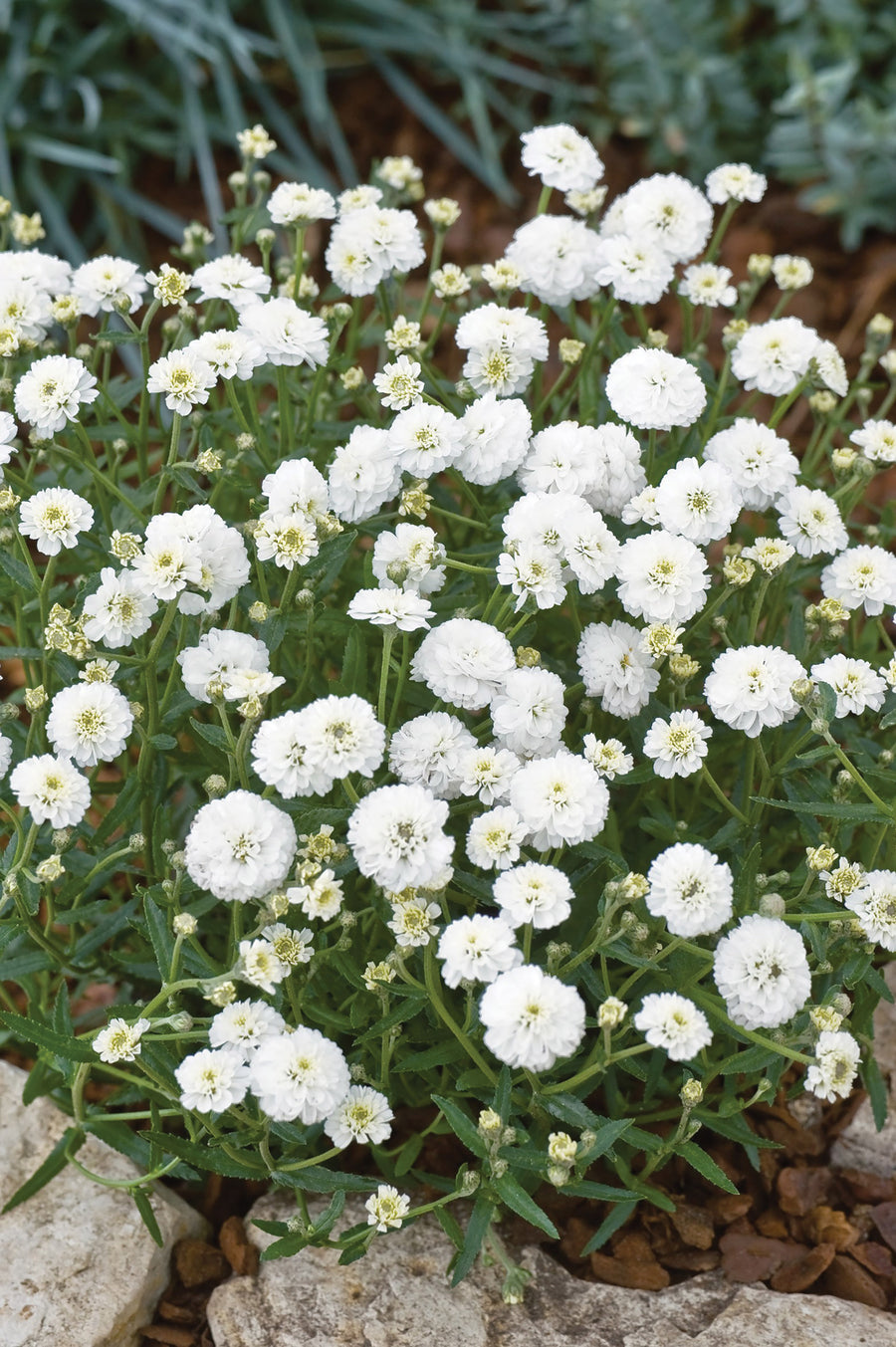 Achillea, Marshmallow