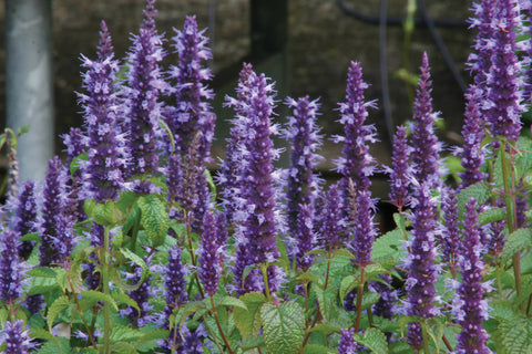 Agastache, Astello Indigo