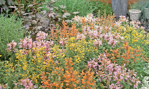 Agastache, Arizona Mix