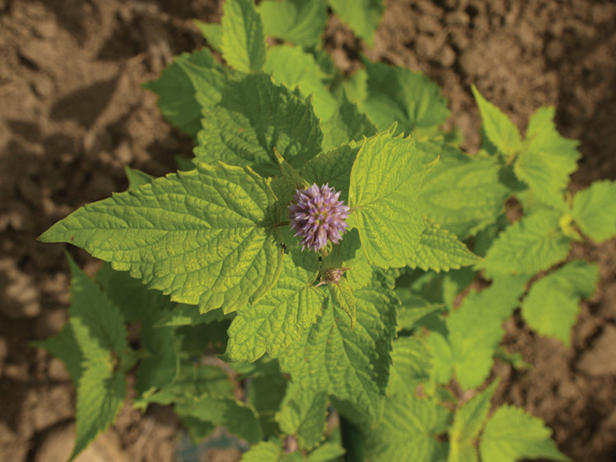 Agastache, Golden Jubilee