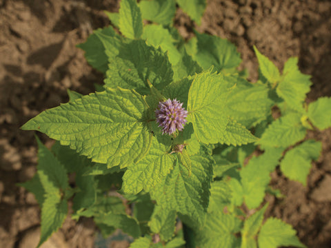 Agastache, Golden Jubilee