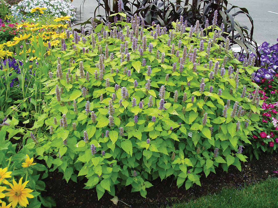 Agastache, Golden Jubilee