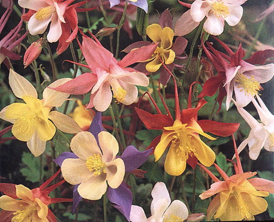 Aquilegia, McKana Giants Mix