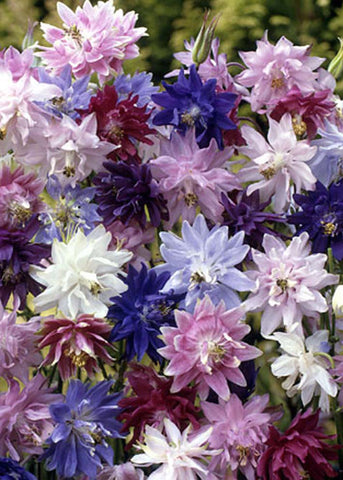 Aquilegia, Barlow Formula Mix:SE