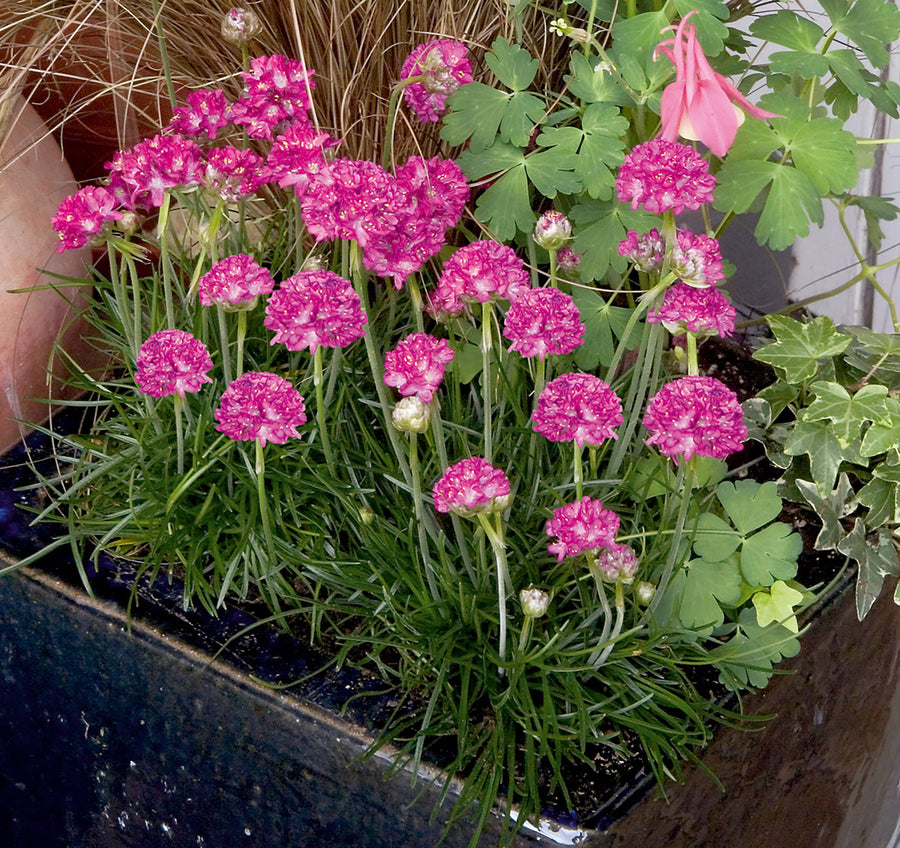 Armeria, Morning Star Rose