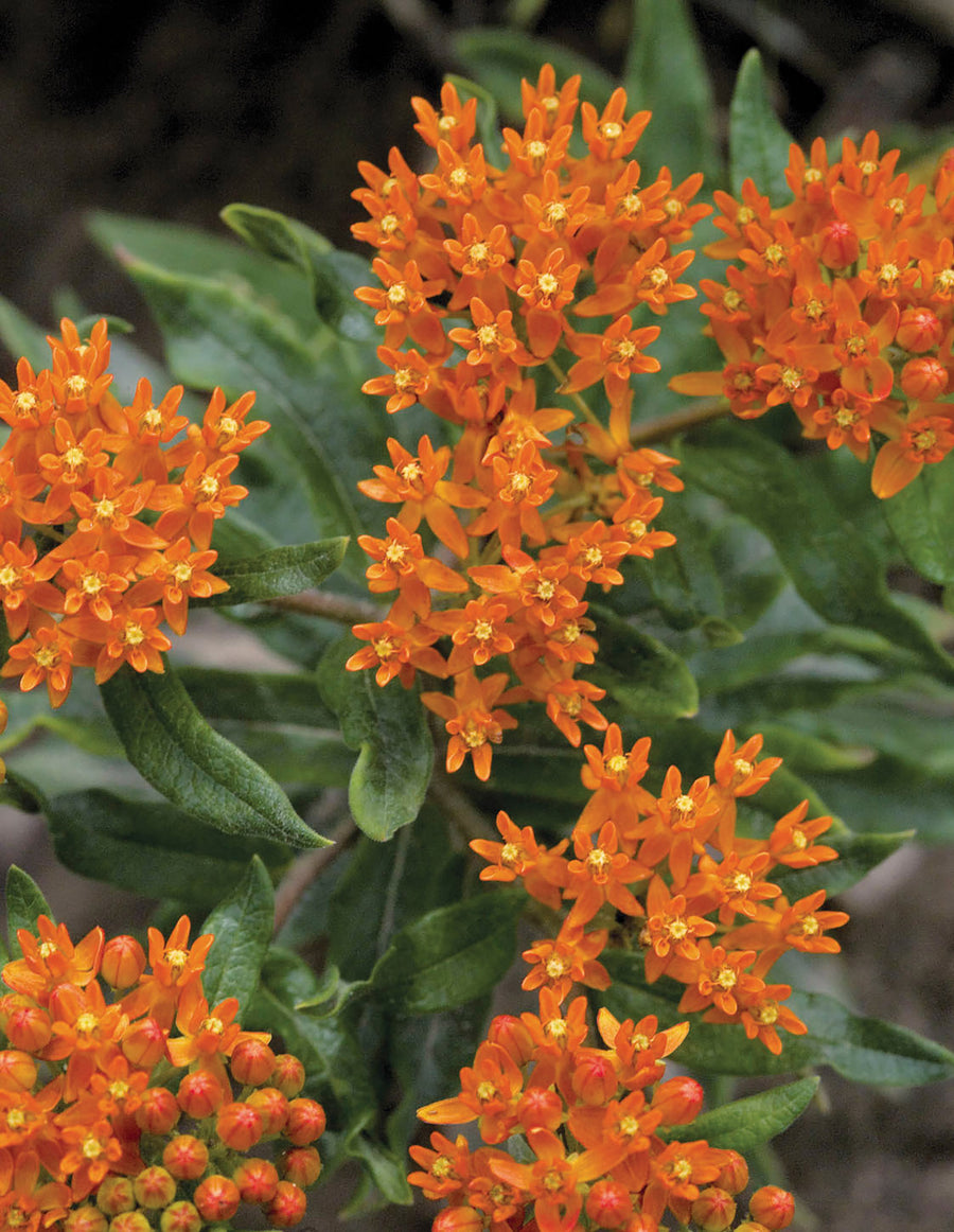 Asclepias, Orange Butterfly