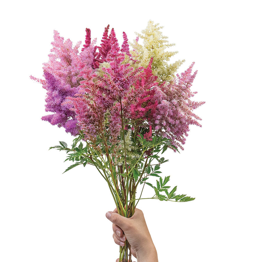 Astilbe, Rhapsody Mix