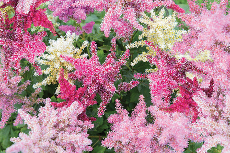 Astilbe, Rhapsody Mix