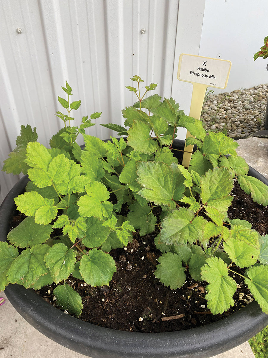 Astilbe, Rhapsody Mix