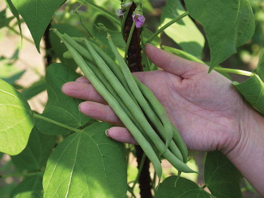 Beans, Emerite