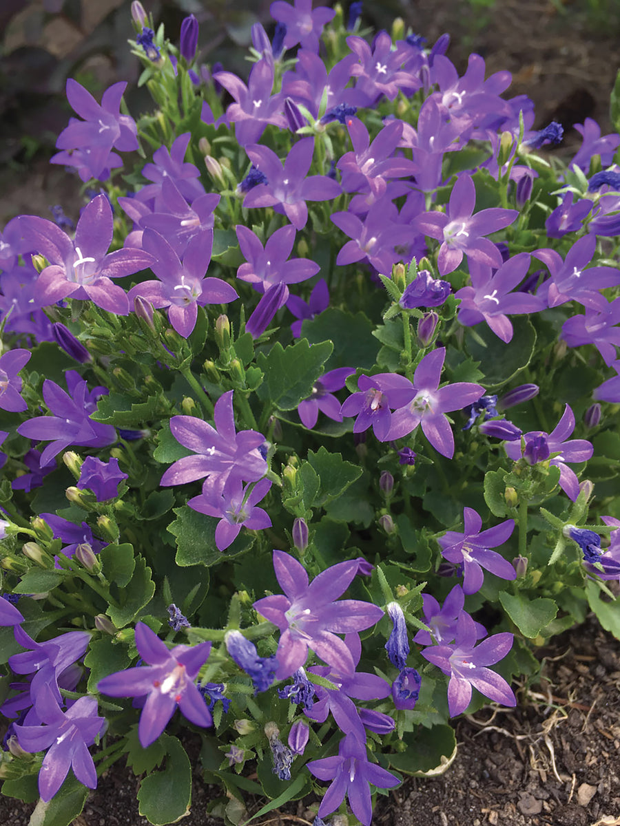 Campanula, Clockwise Blue