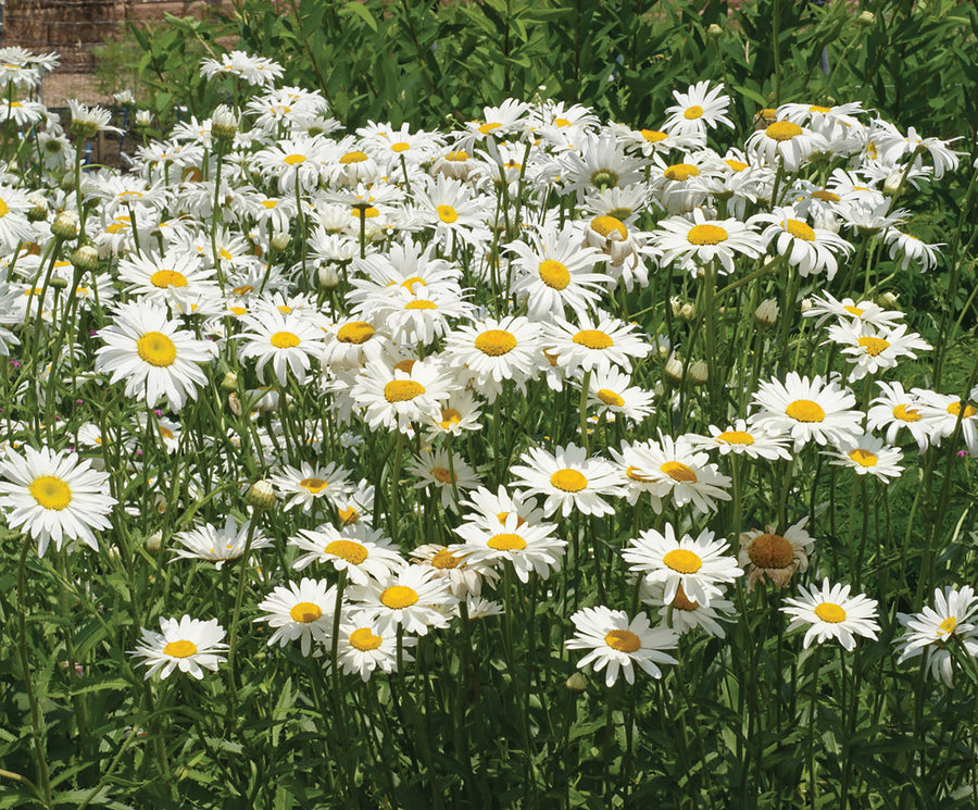 Chrysanthemum, Alaska