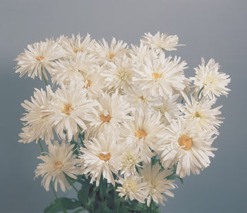 Chrysanthemum, Crazy Daisy