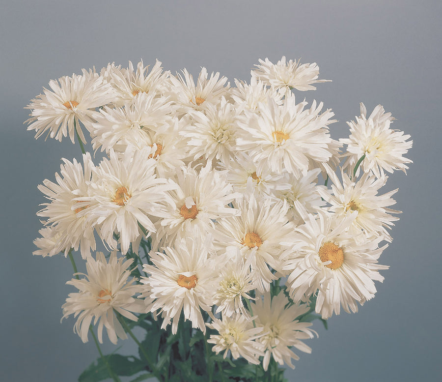 Chrysanthemum, Crazy Daisy