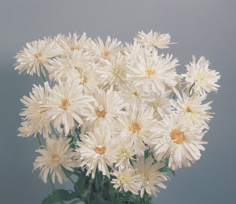 Chrysanthemum, Crazy Daisy