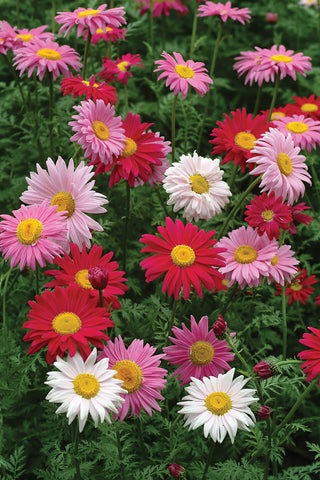 Chrysanthemum, Robinson's Giant Mix Hybrid
