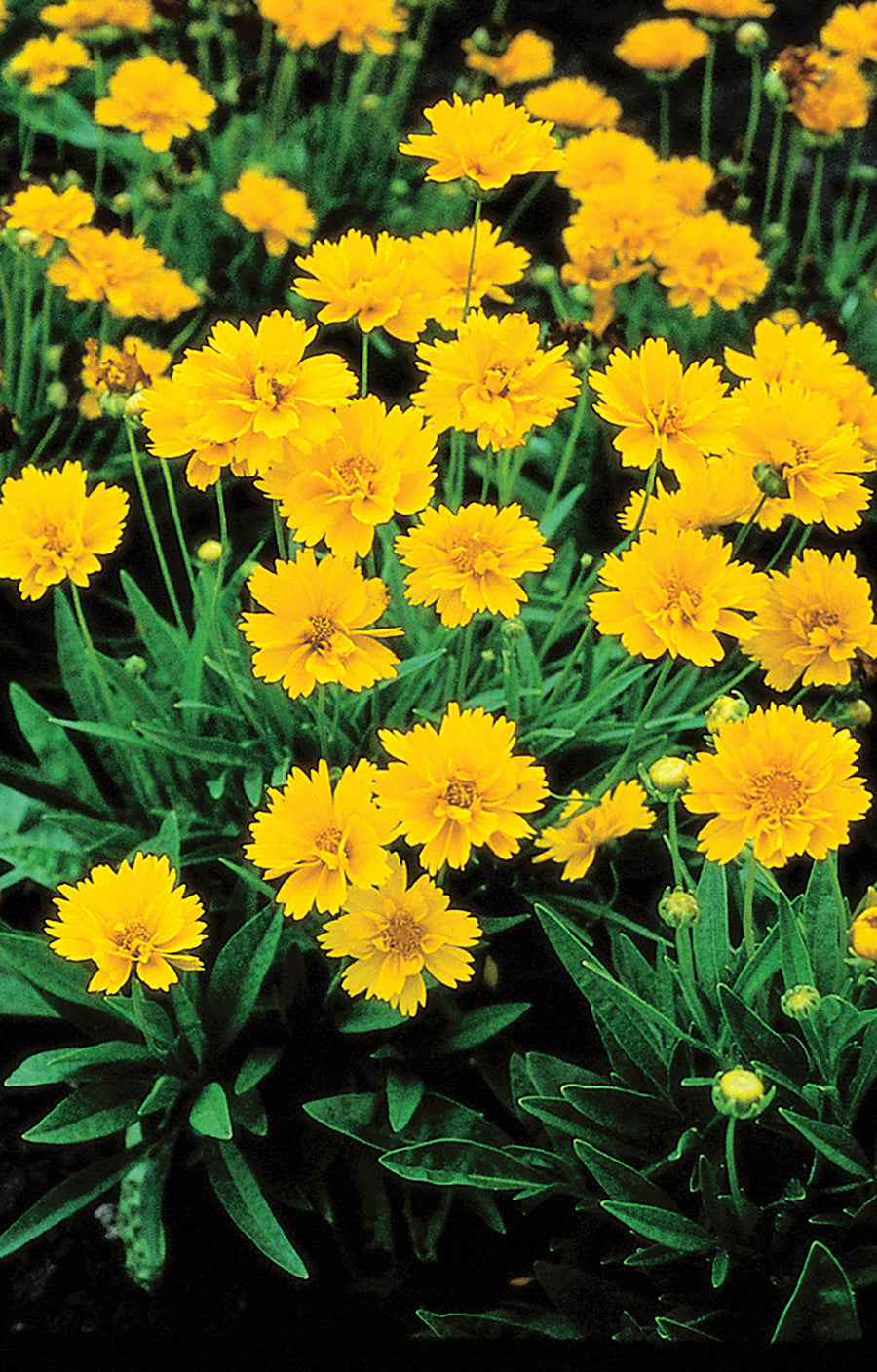 Coreopsis, Early Sunrise