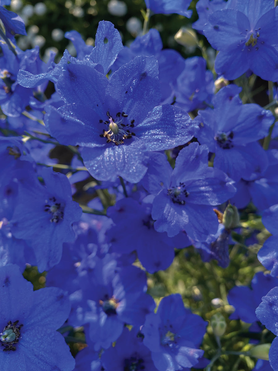 Delphinium, Jenny's Pearl Blue