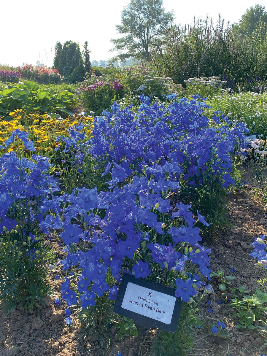 Delphinium, Jenny's Pearl Blue