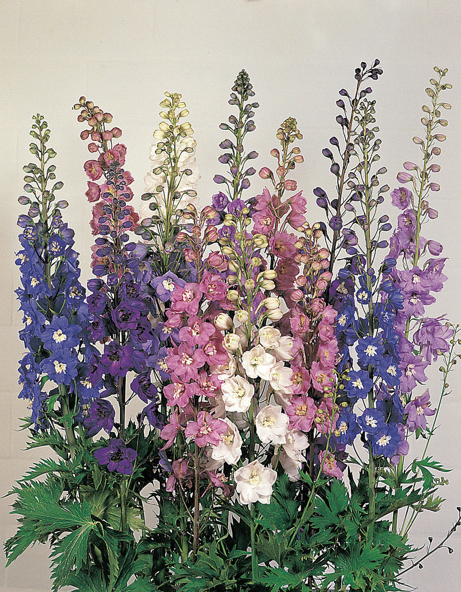 Delphinium, Benarys Pacific Giant Mix