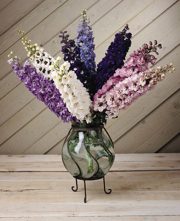 Delphinium, Magic Fountains Mix