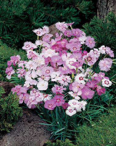 Dianthus, Sweetness Mix:DC