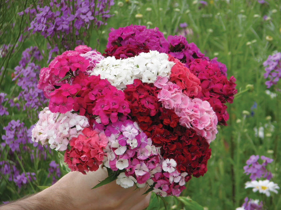 Dianthus, Etournelle Mix