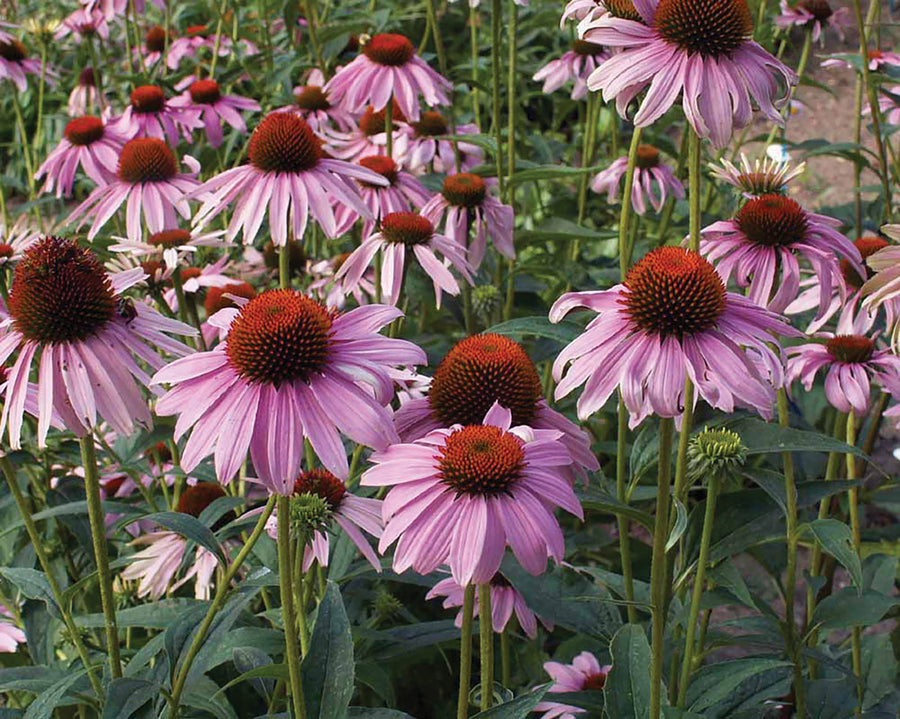 Echinacea, Purple Coneflower