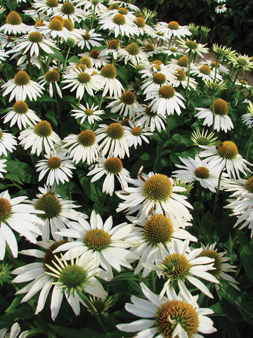 Echinacea, Feeling Blanche