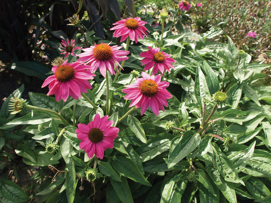 Echinacea, PowWow Wildberry