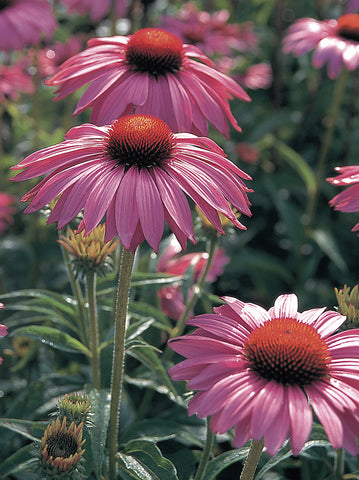 Echinacea, Primadonna Deep Rose