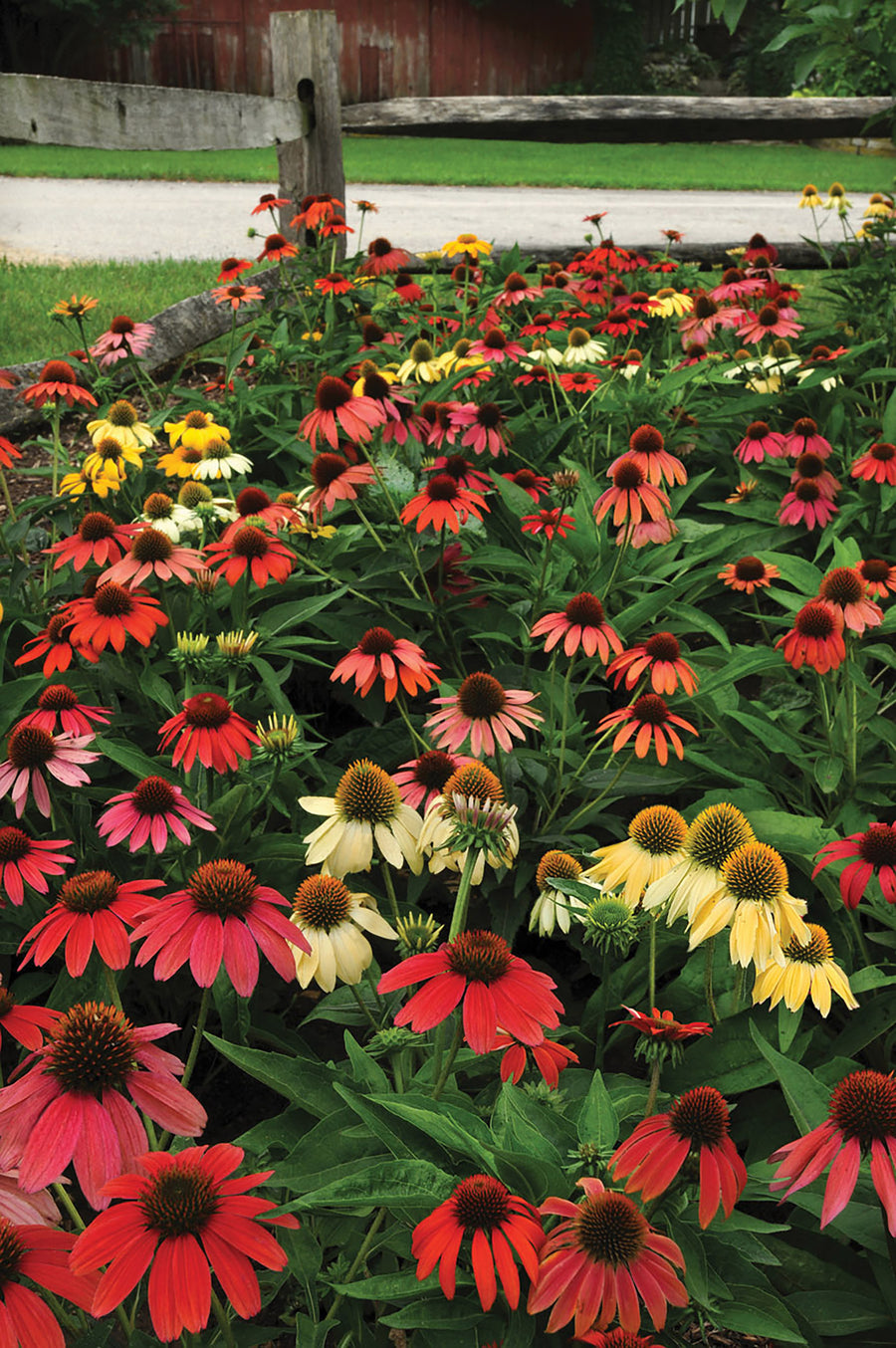 Echinacea, Cheyenne Spirit