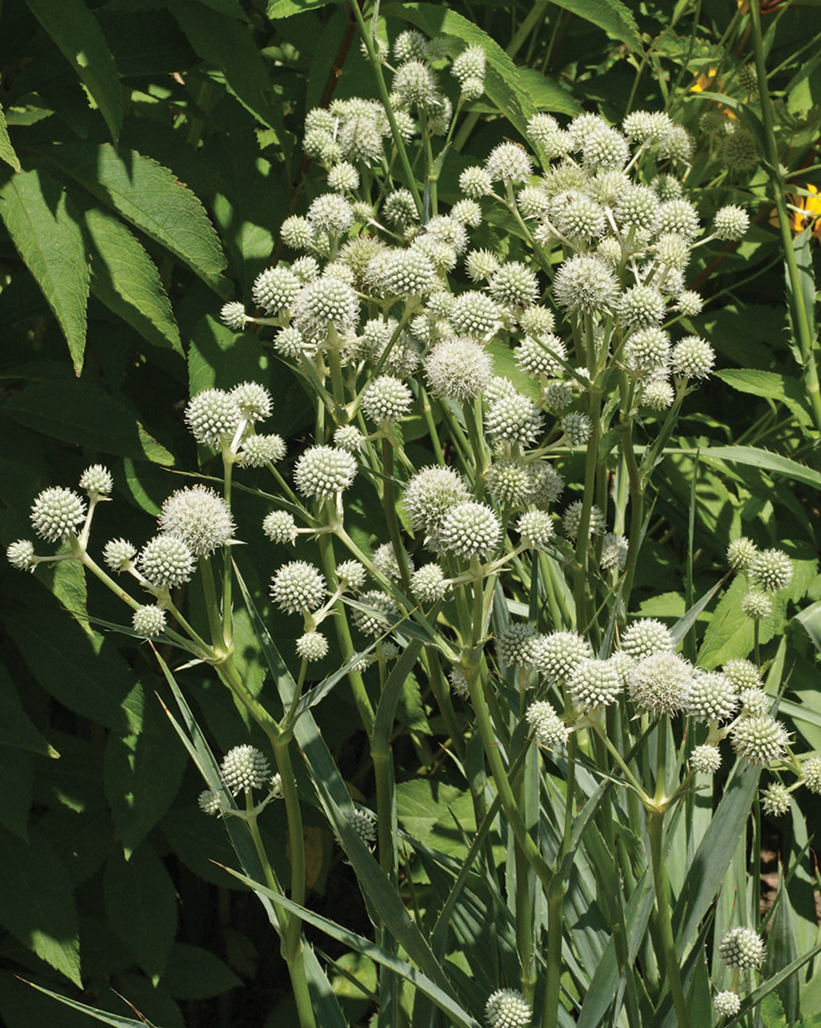 Eryngium, Rattlesnake Master William Dam Seeds