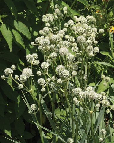 Eryngium, Rattlesnake Master
