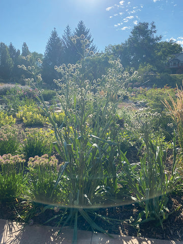 Eryngium, Rattlesnake Master