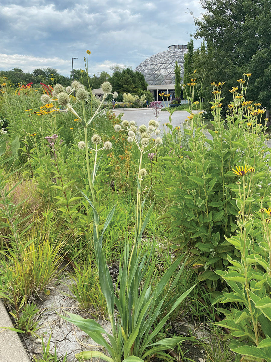 Eryngium, Rattlesnake Master