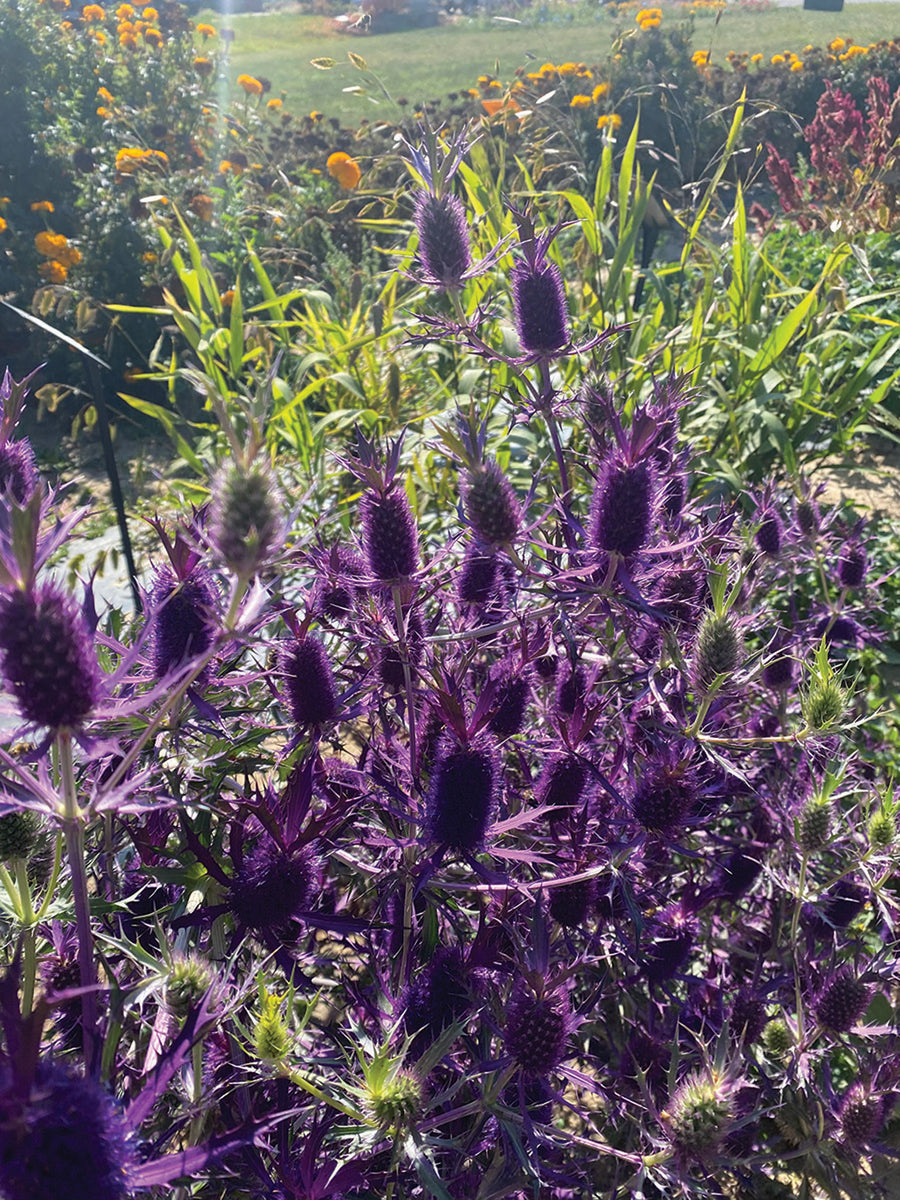 Eryngium, Purple Sheen