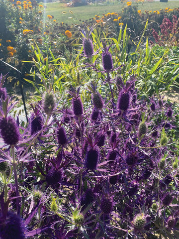 Eryngium, Purple Sheen